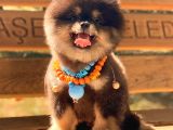 Black And Tan Pomerani̇an Boo