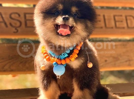 Black And Tan Pomerani̇an Boo görsel