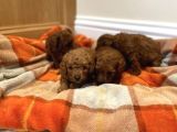 Red Brown Orji̇nal Toy Poodle