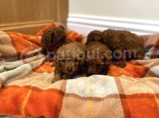 Red Brown Orji̇nal Toy Poodle görsel