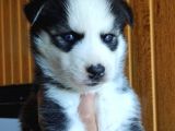 Ruhsatlı Köpek Çifliğimizden Husky Yavruları