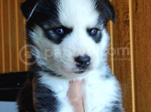 Ruhsatlı Köpek Çifliğimizden Husky Yavruları görsel