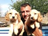 Ruhsatlı Köpek Çifliğinden Amerikan Cocker Yavruları
