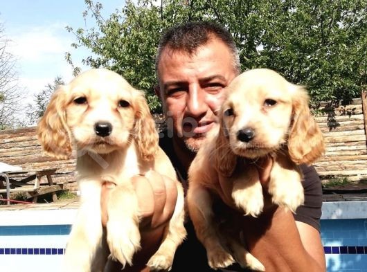 Ruhsatlı Köpek Çifliğinden Amerikan Cocker Yavruları görsel