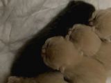 Scottish Fold