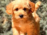 Red Teacup Malti̇po