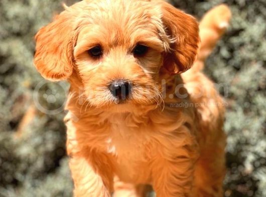 Red Teacup Malti̇po