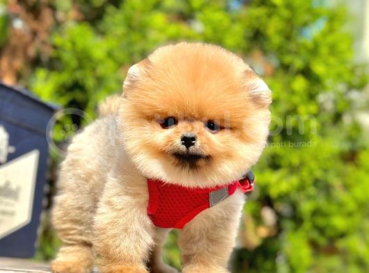 Safkan Teddy Bear Pomeranian Boo Yavrularımız