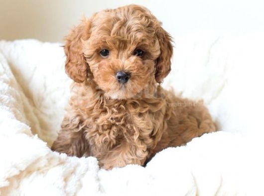 Ev Ortamında Büyüyen Toy Poodle Yavrularımız