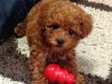 Evinizin Maskotu Olacak Toy Poodle Yavrular