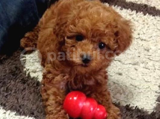 Evinizin Maskotu Olacak Toy Poodle Yavrular
