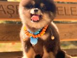 Black And Tan Pomerani̇an Boo