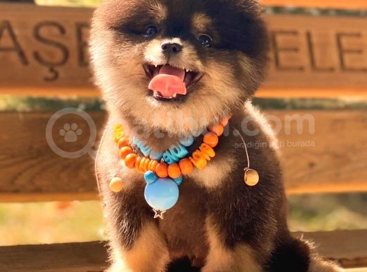 Black And Tan Pomerani̇an Boo görsel
