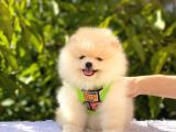 Krem Pomerani̇an Boo Oğlumuz