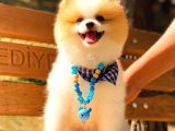 Party Colour Erkek Pomerani̇an