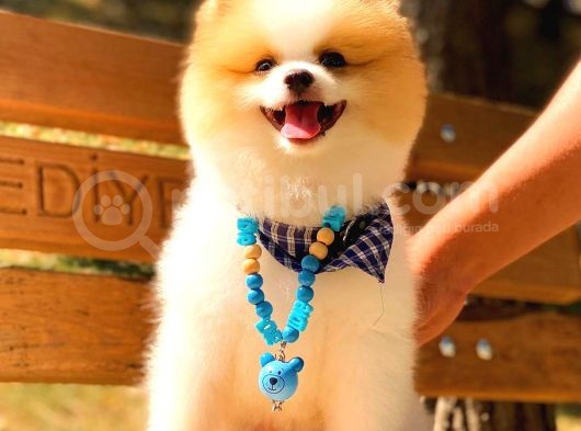 Party Colour Erkek Pomerani̇an görsel