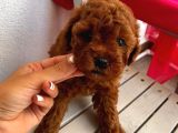 Ev Ortamında Büyüyen ToyPoodle Bebeklerimiz