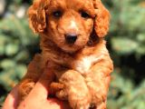 Red Malti̇po Yavrumuz