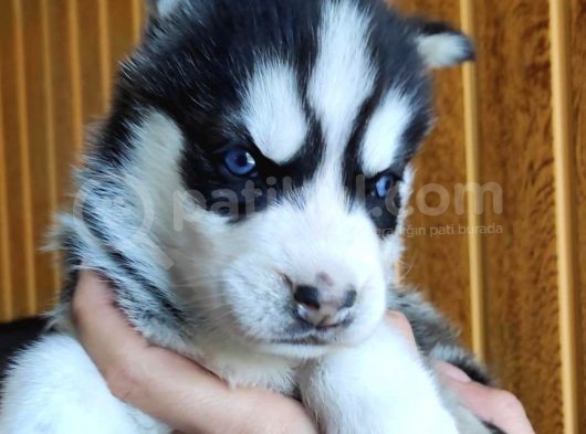 Ruhsatlı Köpek Çifliğimizden Husky Yavruları