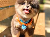 Black And Tan Pomerani̇an Boo