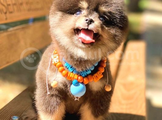 Black And Tan Pomerani̇an Boo görsel