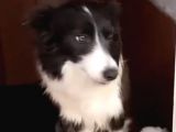 Ruhsatlı Köpek Çifliğimizden Border Collie Yavrularımız