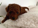 Red Brown Orji̇nal Toy Poodle