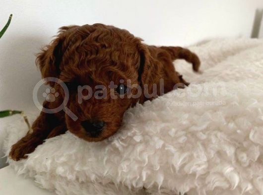 Red Brown Orji̇nal Toy Poodle
