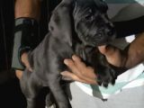 Ruhsatlı Köpek Çifliğimizden Cane Corsa Yavruları