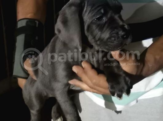 Ruhsatlı Köpek Çifliğimizden Cane Corsa Yavruları görsel