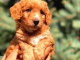Red Malti̇po Yavrumuz