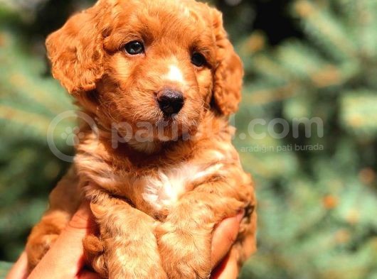 Red Malti̇po Yavrumuz görsel