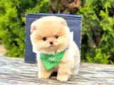 Safkan Teddy Bear Pomeranian Boo Yavrularımız