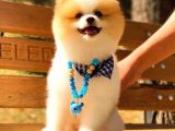 Party Colour Erkek Pomerani̇an