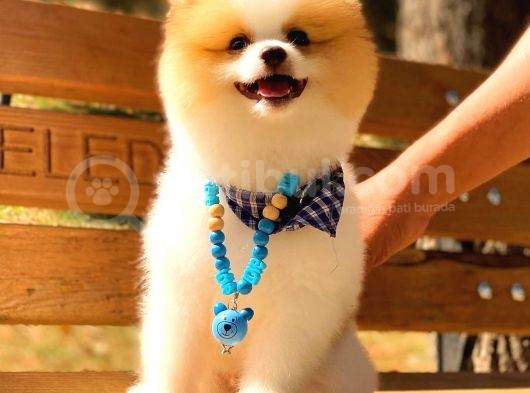 Party Colour Erkek Pomerani̇an görsel