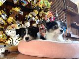 Ruhsatlı Köpek Çifliğimizden Border Collie Yavrularımız