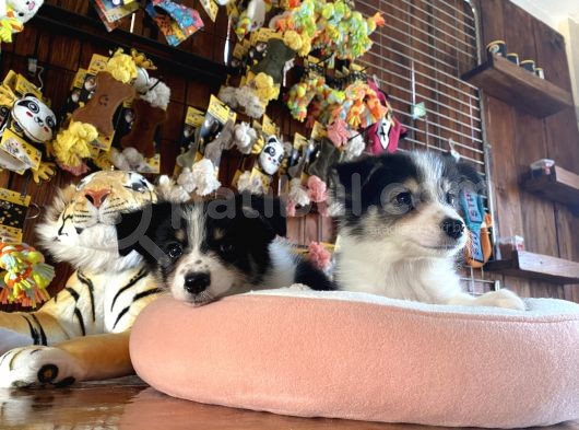 Ruhsatlı Köpek Çifliğimizden Border Collie Yavrularımız görsel