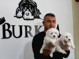 Ruhsatlı Köpek Çifliğimizden Maltıs Teriyer Yavruları