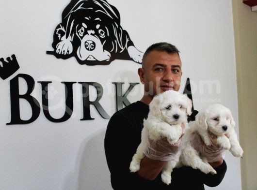 Ruhsatlı Köpek Çifliğimizden Maltıs Teriyer Yavruları görsel