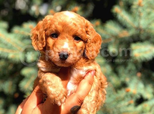 Red Malti̇po Yavrumuz görsel