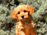 Red Teacup Malti̇po