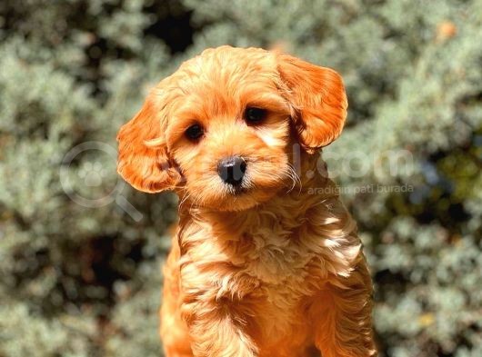 Red Teacup Malti̇po görsel
