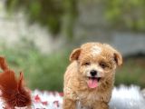 Teacup Maltipoo Bebeklerim