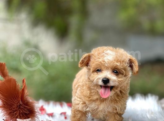 Teacup Maltipoo Bebeklerim görsel