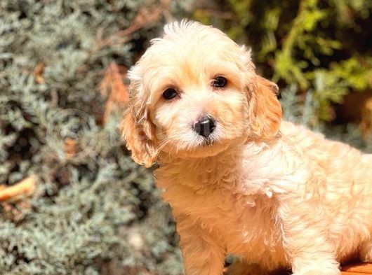 Sütlü Kahveli̇ Malti̇po görsel