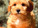 Red Teacup Malti̇po