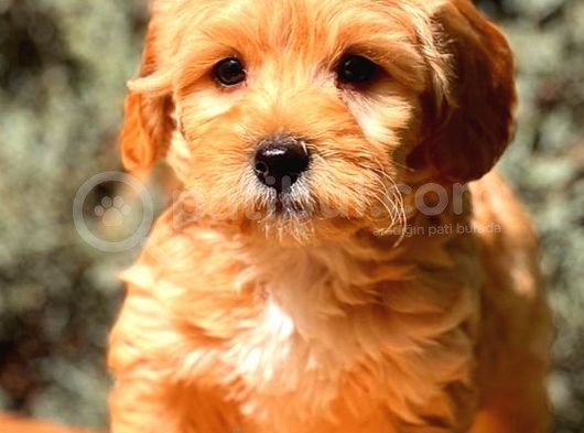 Red Teacup Malti̇po görsel