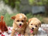 Teacup Maltipoo Bebeklerim