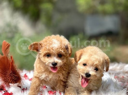 Teacup Maltipoo Bebeklerim