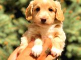 Sütlü Kahveli̇ Teacup Di̇şi̇ Malti̇po